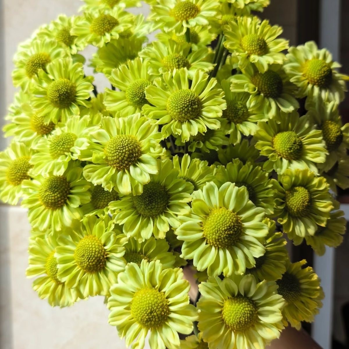 Daisy Seeds  color green