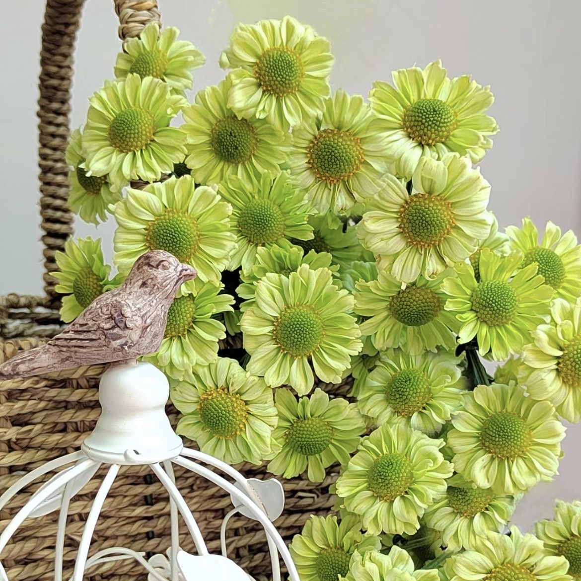 Daisy Seeds  color green
