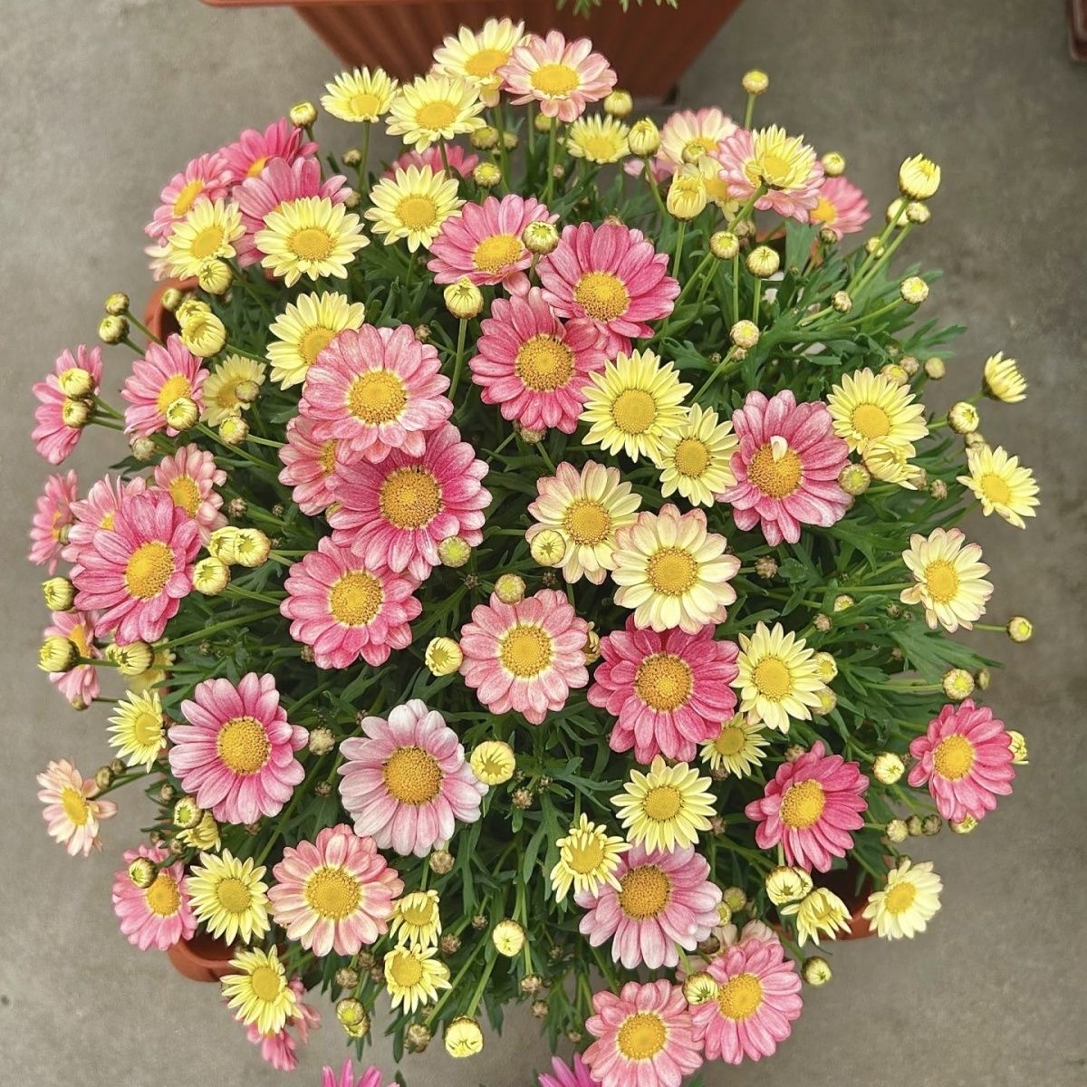 Daisy Seeds color mixing
