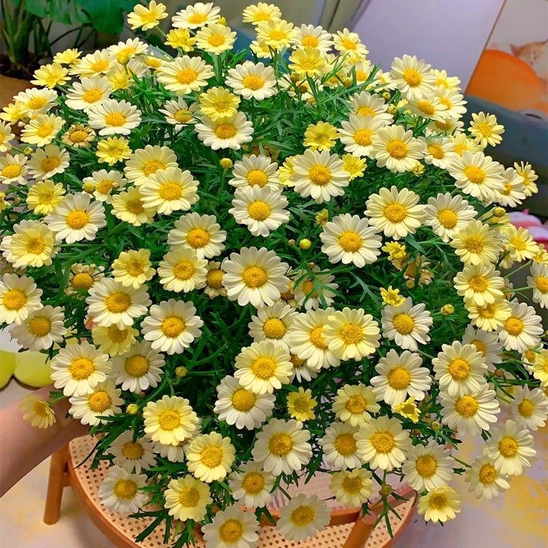 Daisy Seeds Yellow