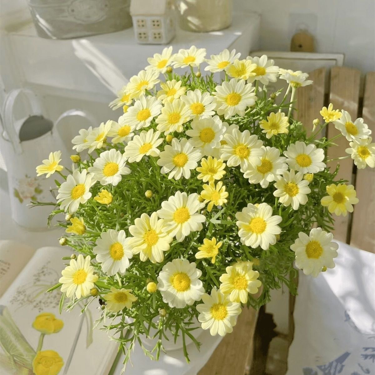 Daisy Seeds Yellow