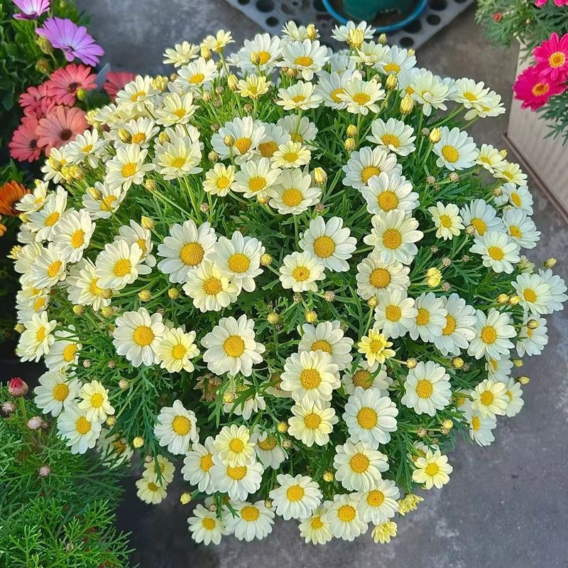 Daisy Seeds Yellow