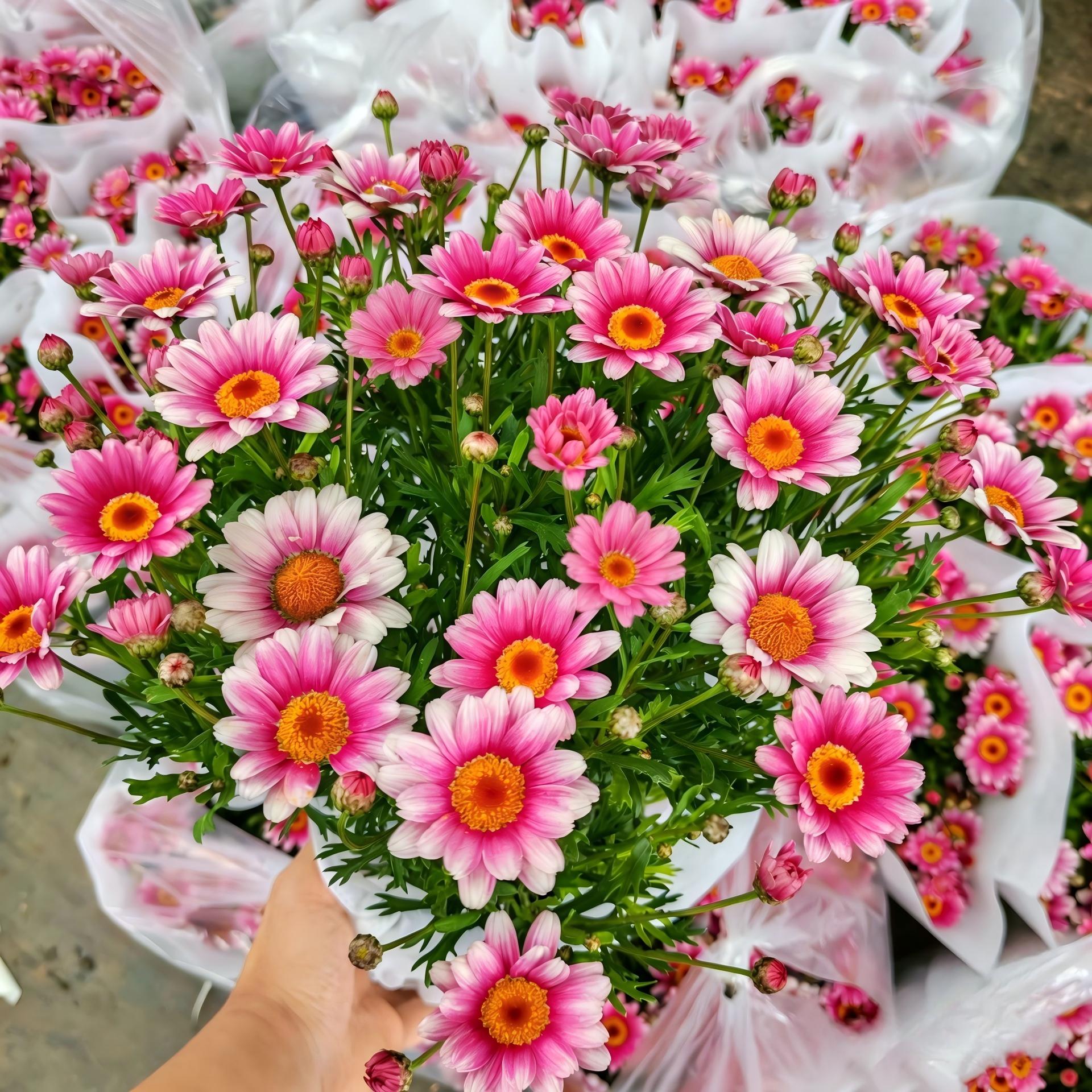 Daisy Seeds color Pink and white