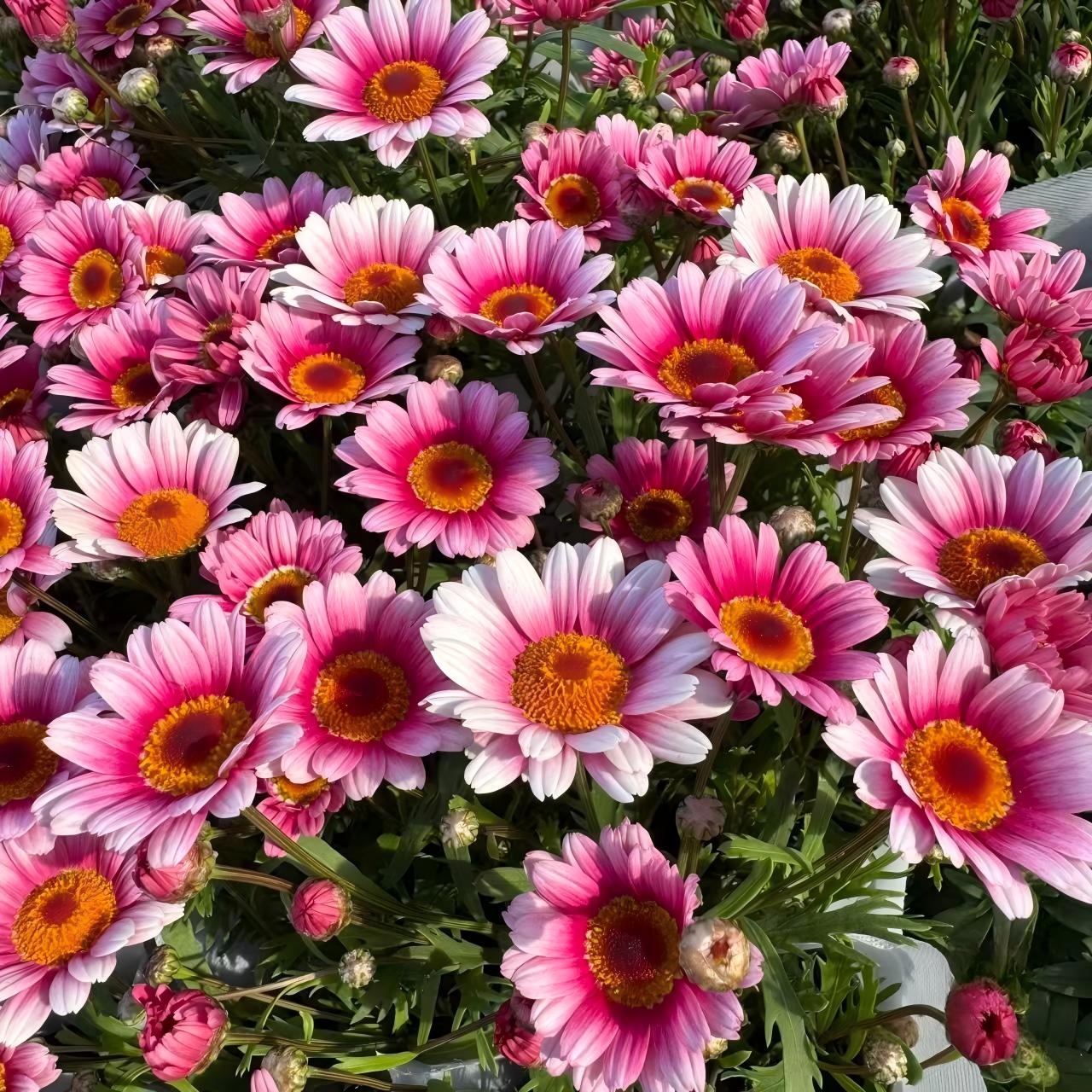 Daisy Seeds color Pink and white