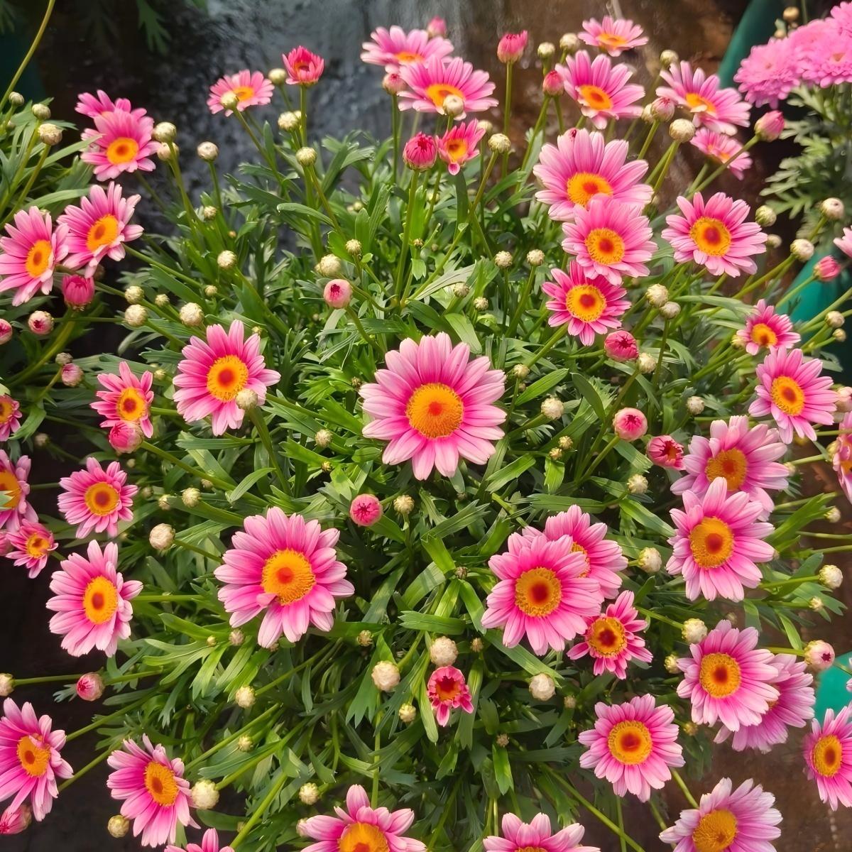 Daisy Seeds color Pink and white