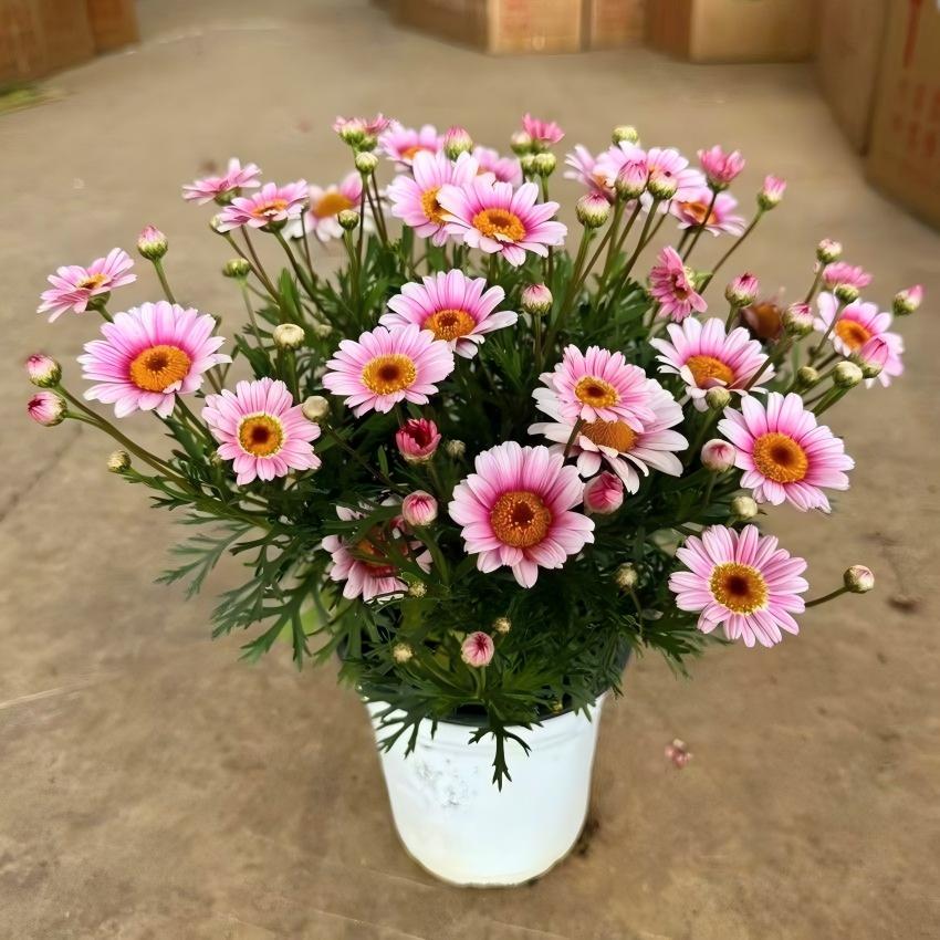 Daisy Seeds color Pink and white