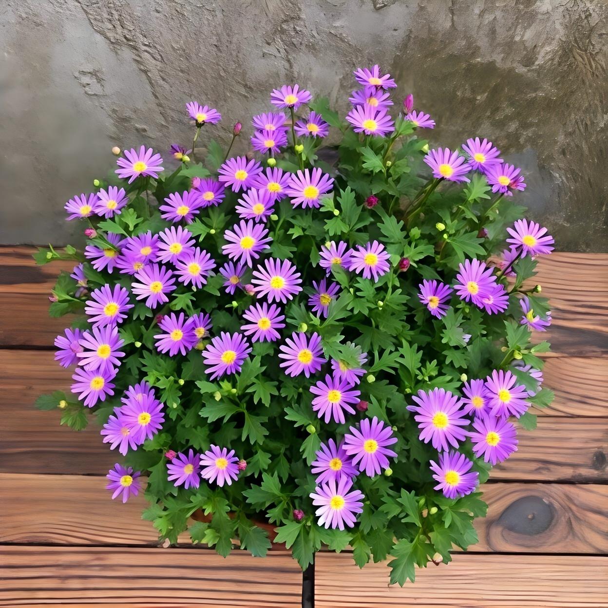 Daisy Seeds  color Purple