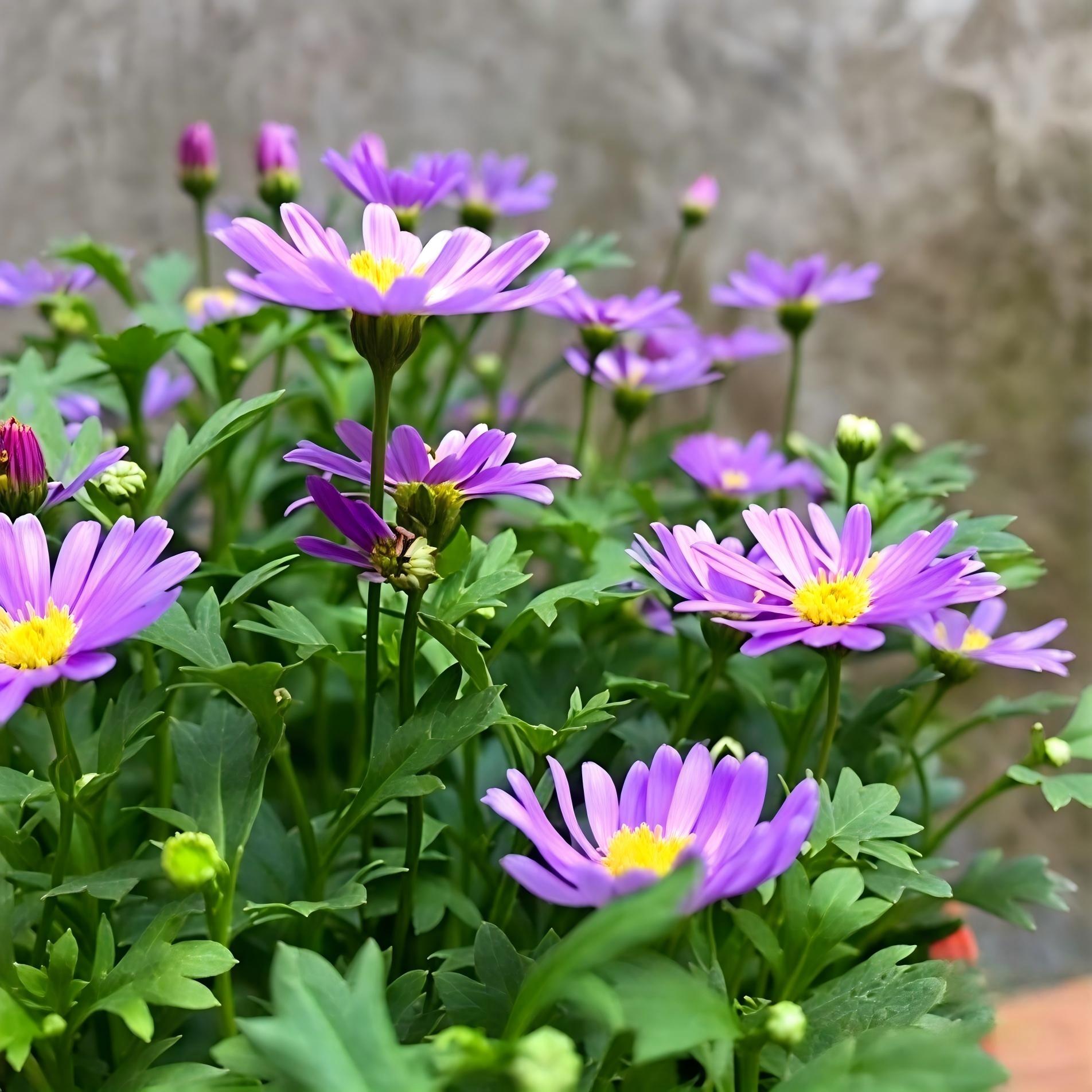 Daisy Seeds  color Purple