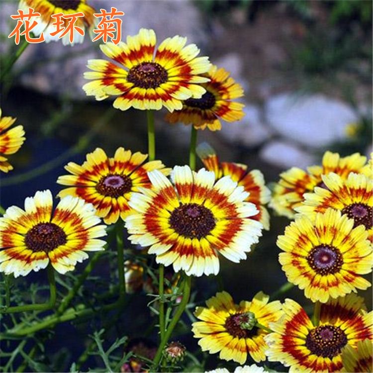 Daisy garland Seeds  color mixing