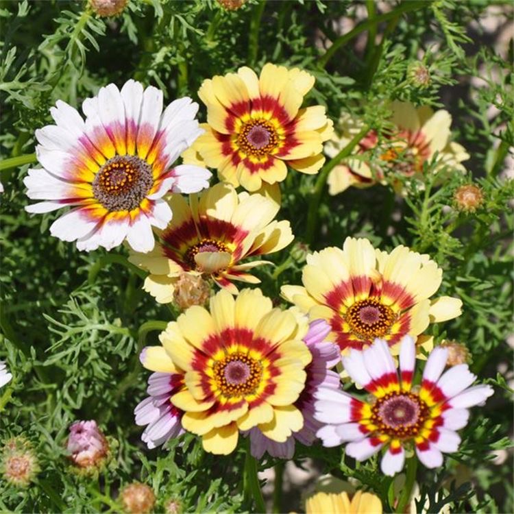 Daisy garland Seeds  color mixing
