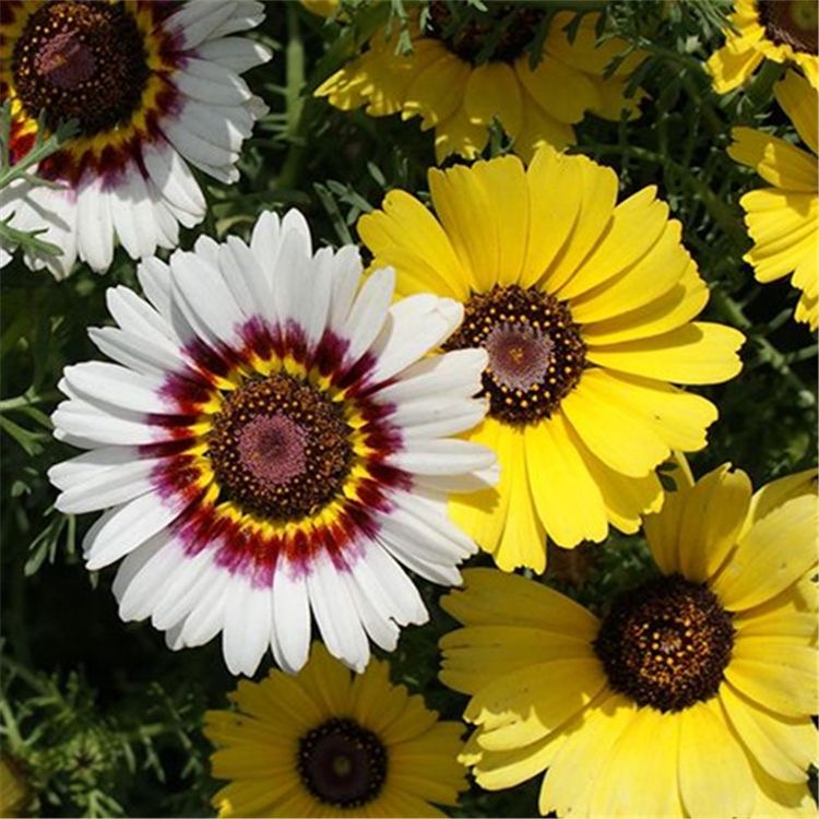 Daisy garland Seeds  color mixing