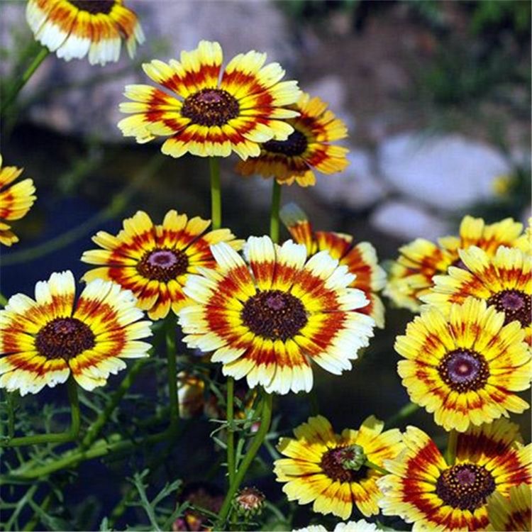 Daisy garland Seeds  color mixing