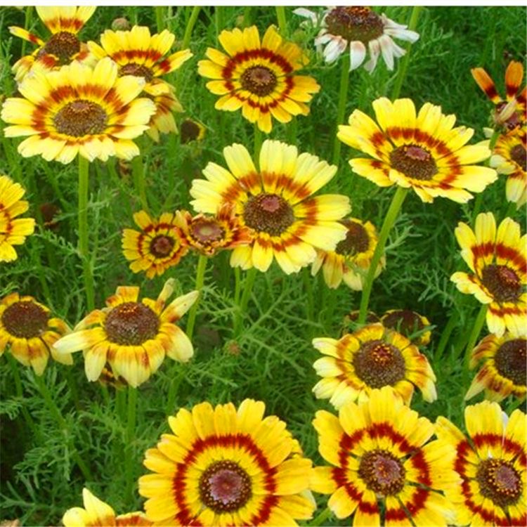 Daisy garland Seeds  color mixing