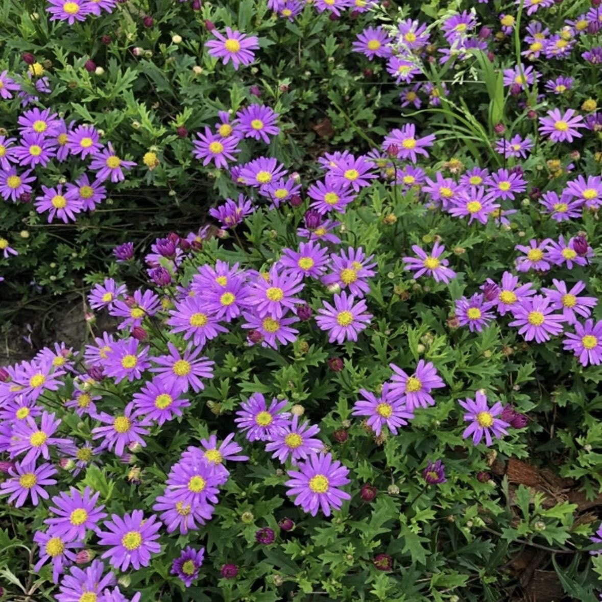Daisy Seeds  color Purple