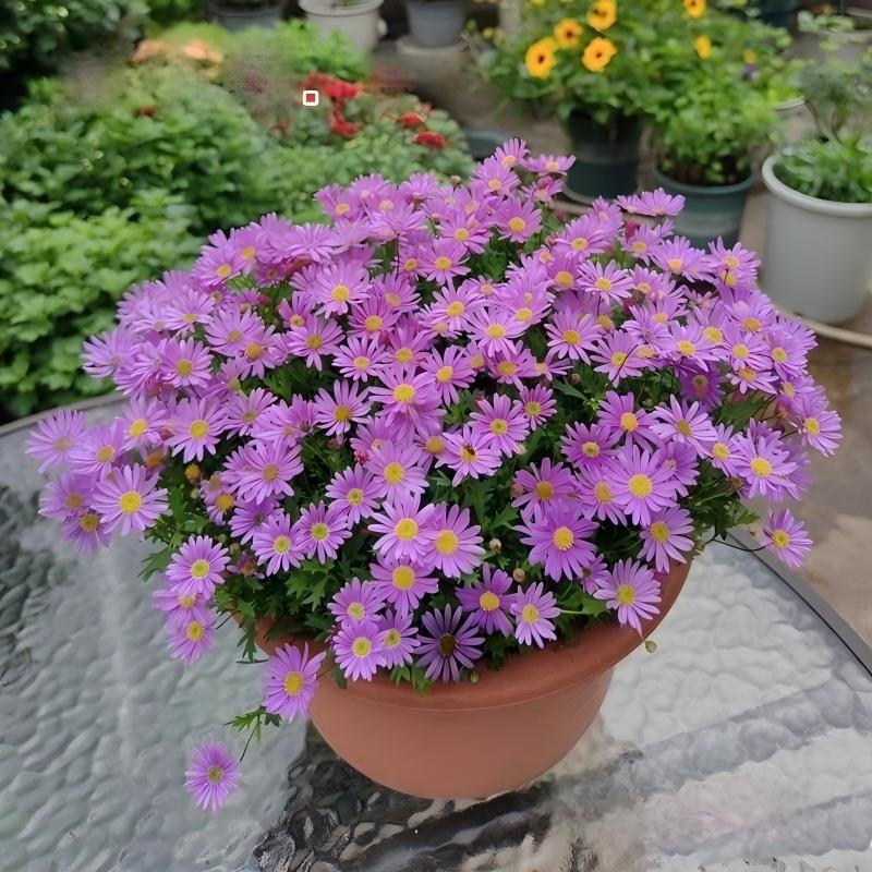Daisy Seeds  color Purple