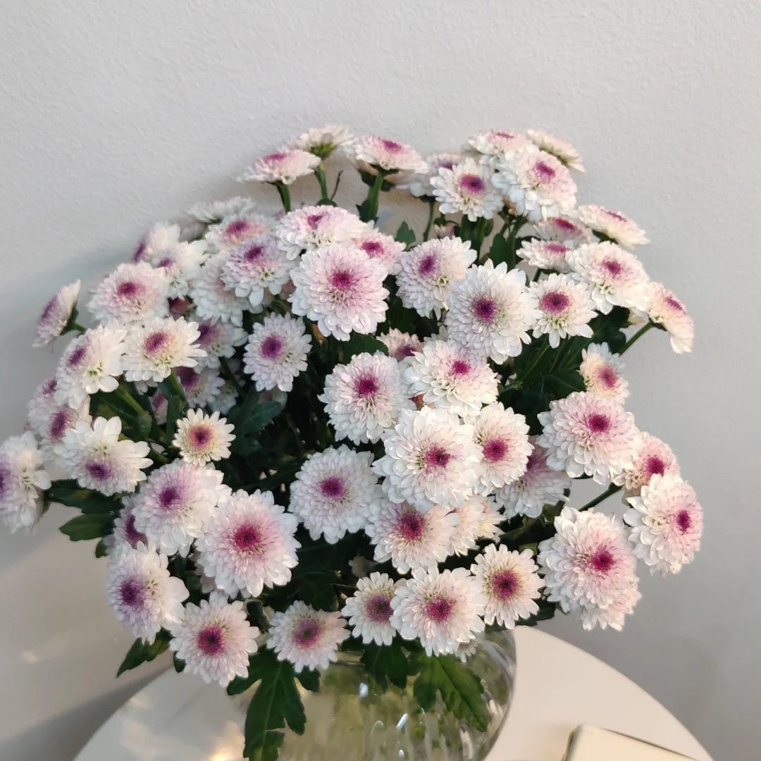 Daisy Seeds  color Purple center white edge