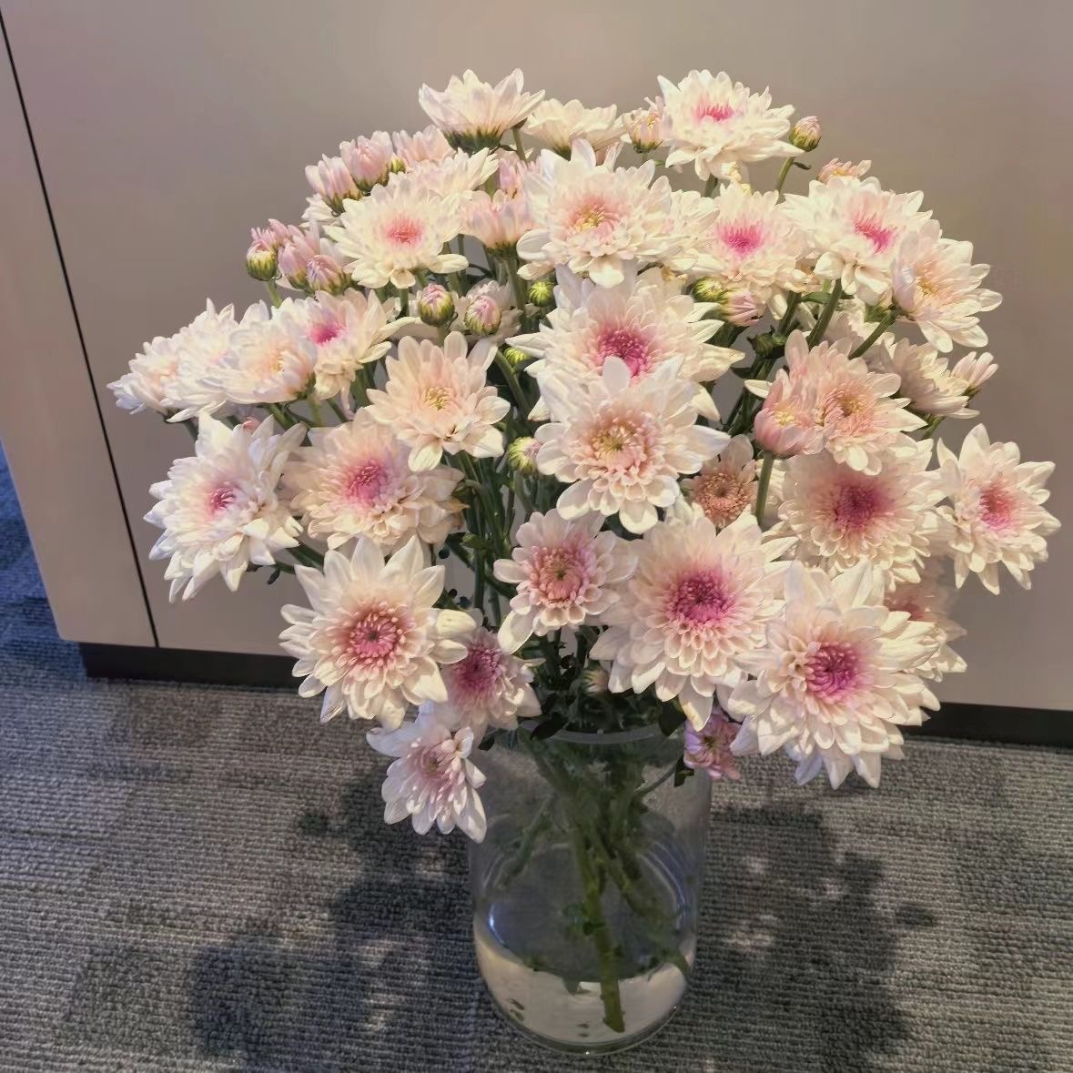 Daisy Seeds  color Purple center white edge