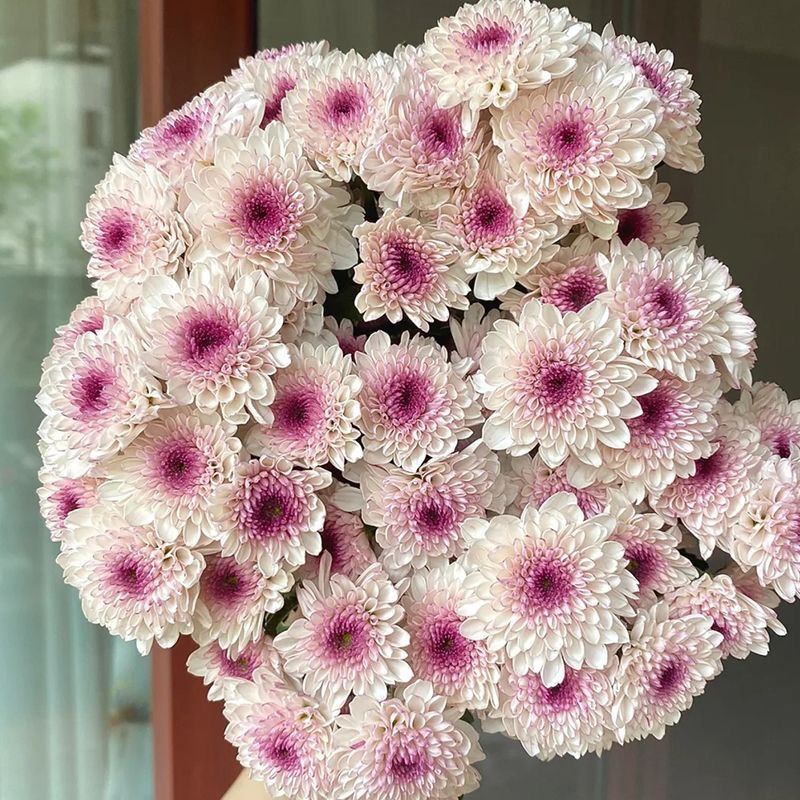 Daisy Seeds  color Purple center white edge