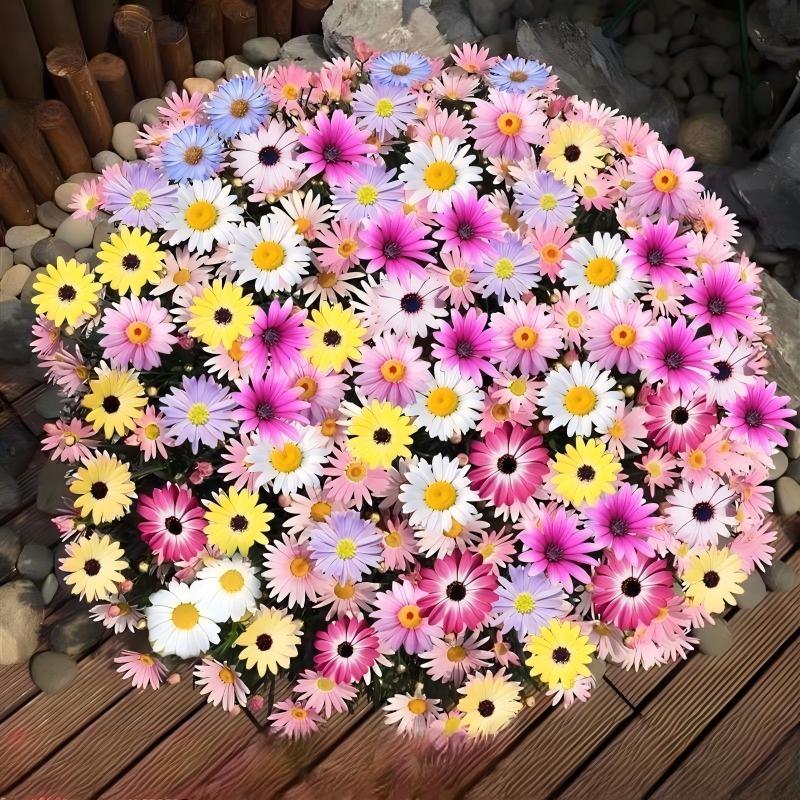 Daisy Seeds color mixing