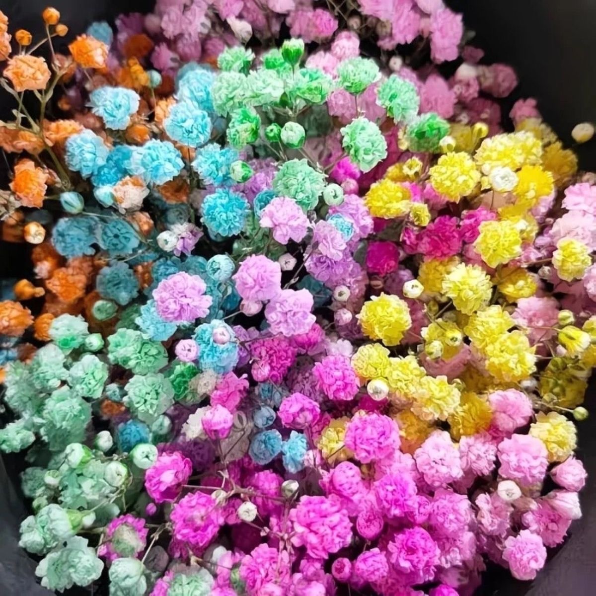Babys Breath（Gypsophila） Seeds