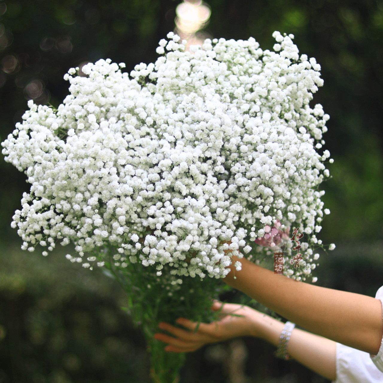 Babys Breath（Gypsophila） Seeds Color White