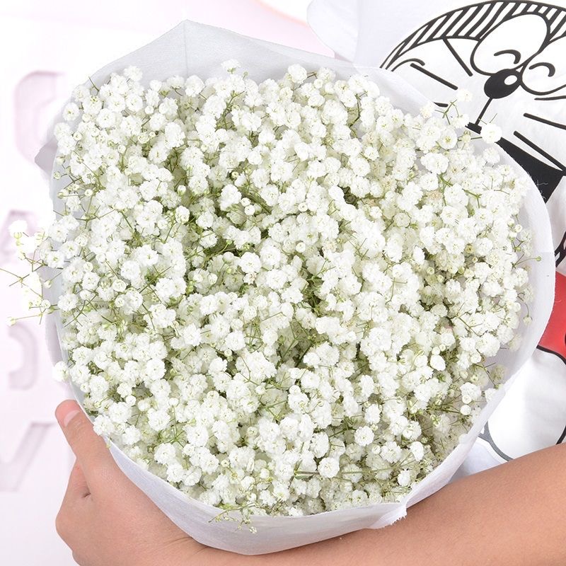 Babys Breath（Gypsophila） Seeds Color White