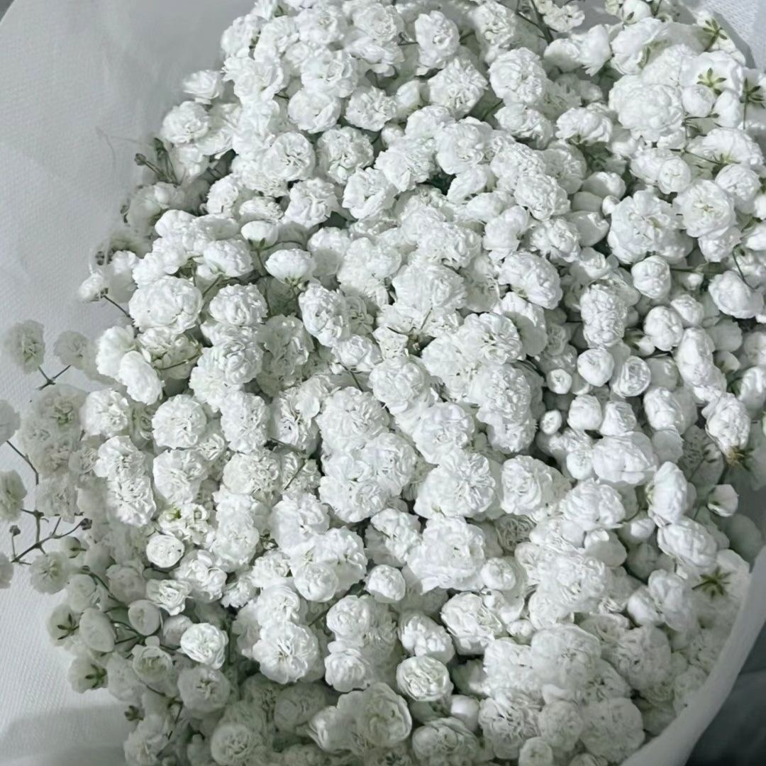 Babys Breath（Gypsophila） Seeds Color White