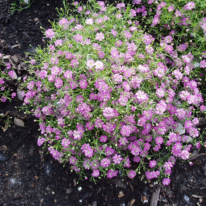 Babys Breath（Gypsophila） Seeds Color light pink