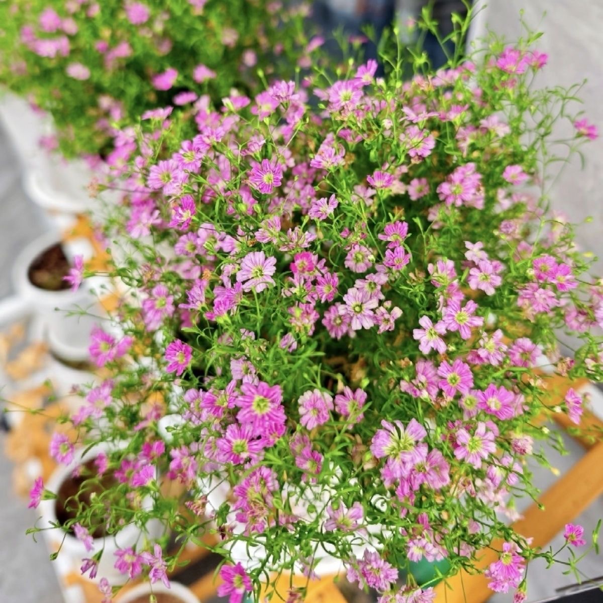 Babys Breath（Gypsophila） Seeds Color light pink