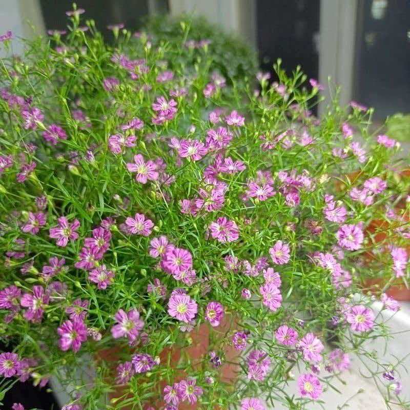 Babys Breath（Gypsophila） Seeds Color light pink