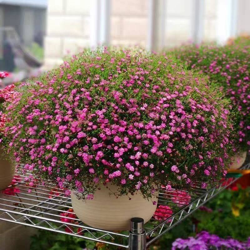 Babys Breath（Gypsophila） Seeds Color light pink