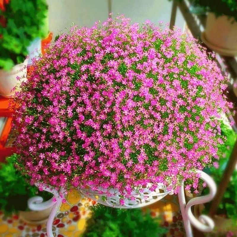 Babys Breath（Gypsophila） Seeds Color light pink