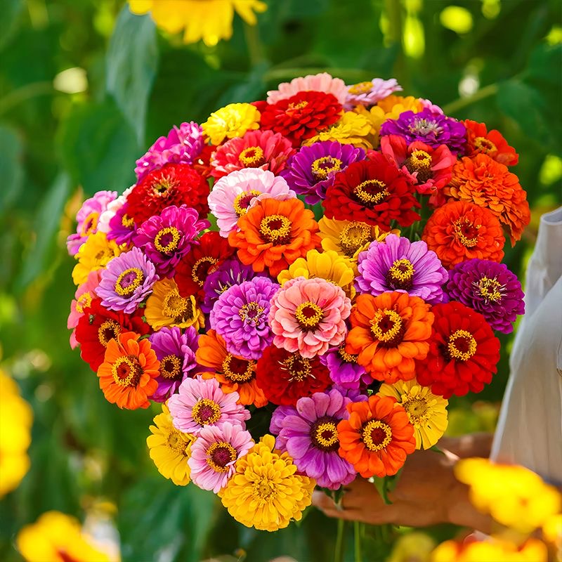 Zinnia Seeds