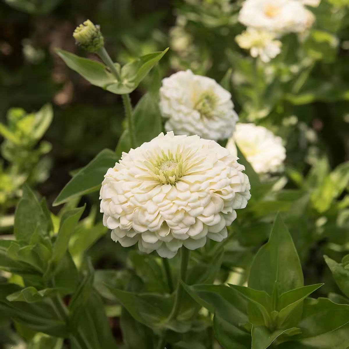 Zinnia Seeds Double Color White