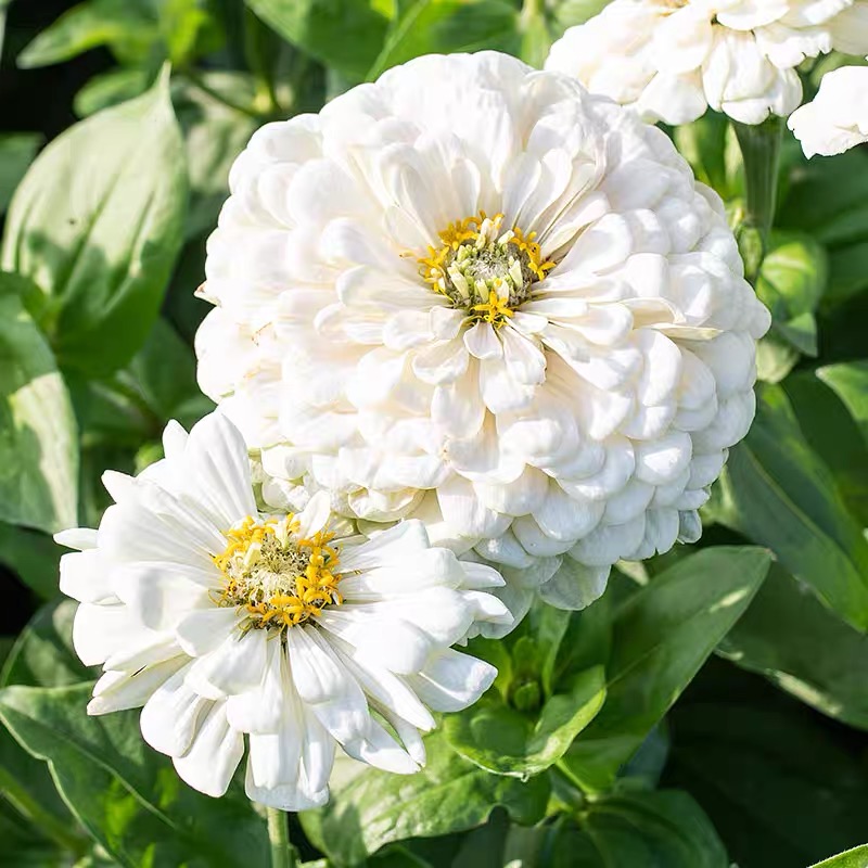 Zinnia Seeds Double Color White