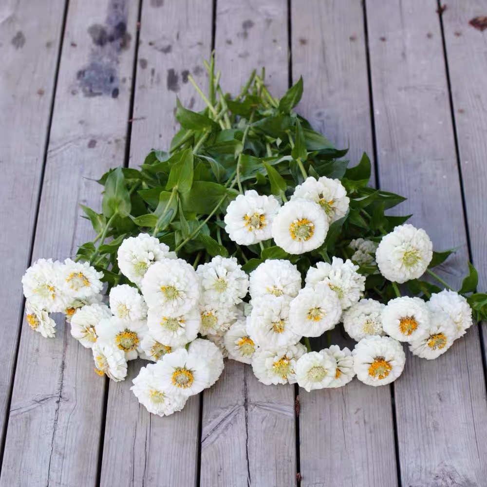 Zinnia Seeds Color White