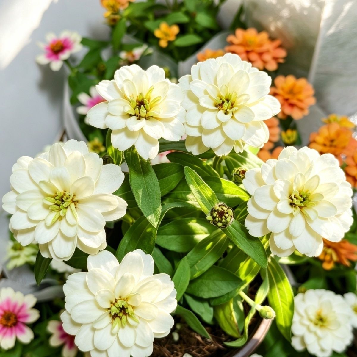 Zinnia Seeds Color White