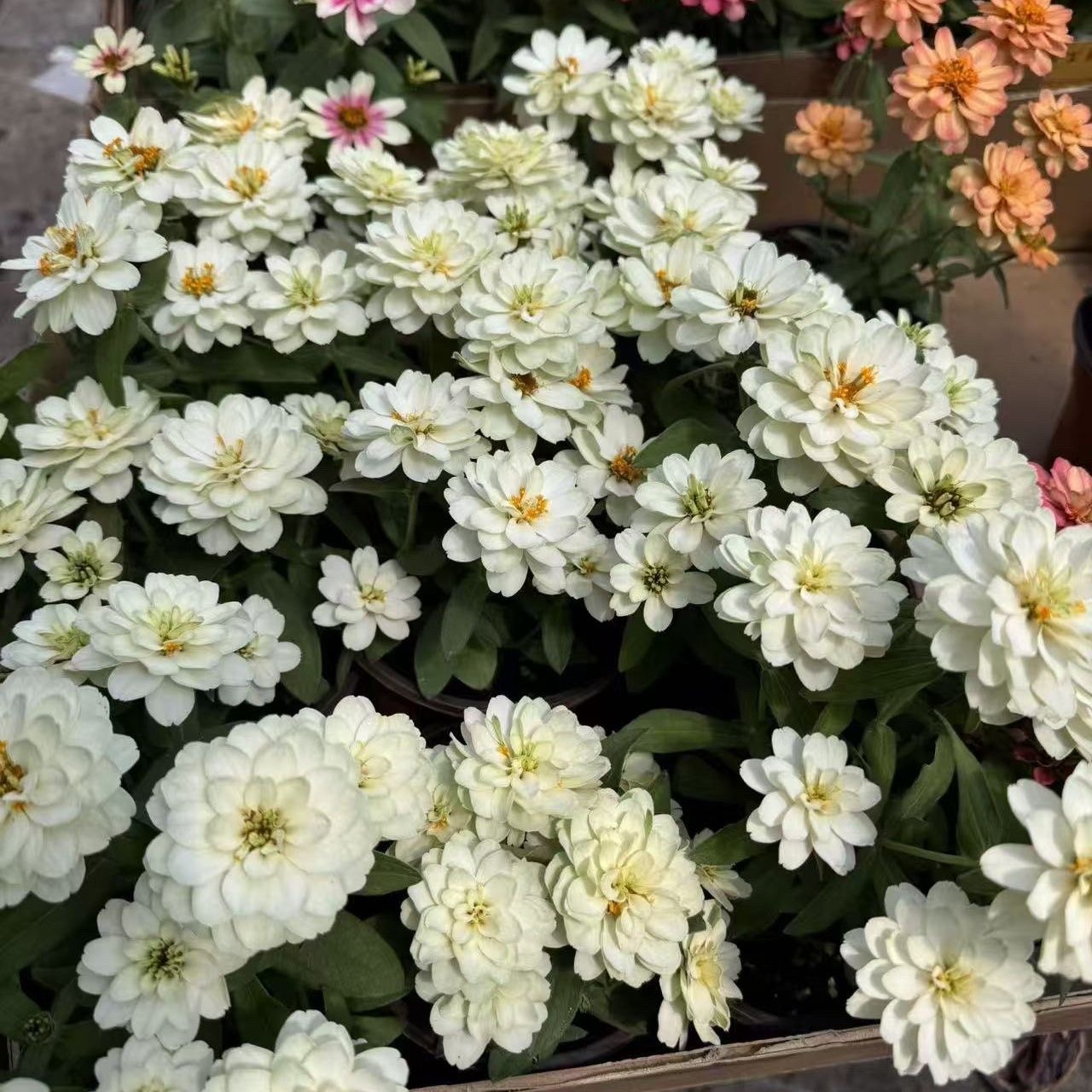Zinnia Seeds Color White