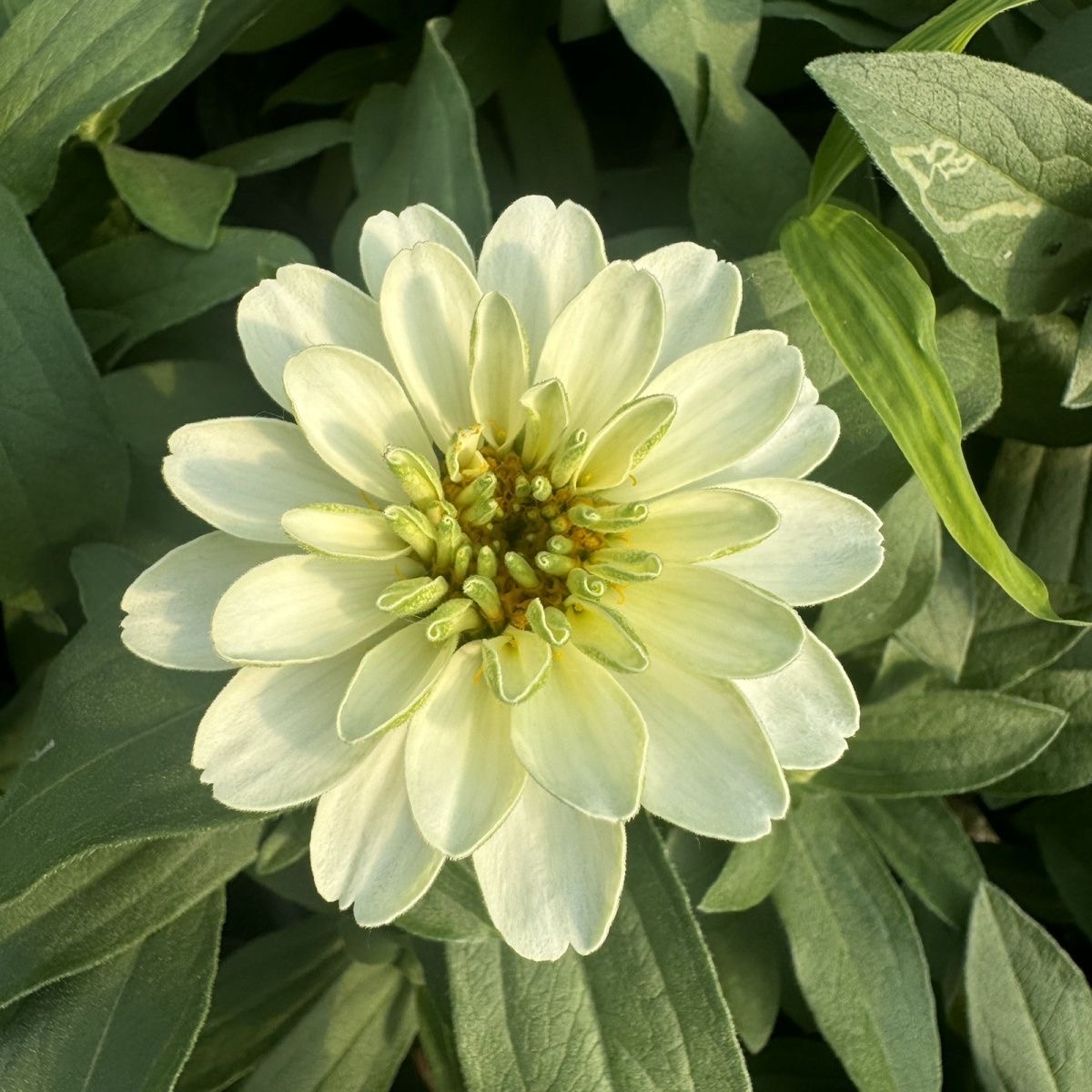 Zinnia Seeds Color White