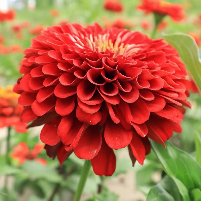 Zinnia Seeds Double Color red