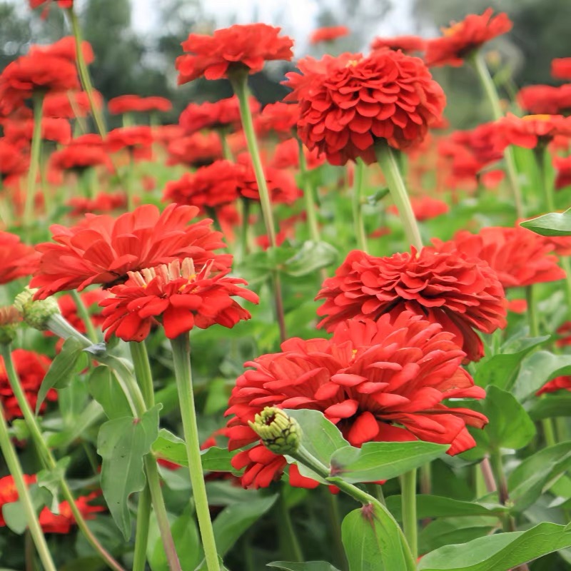 Zinnia Seeds Double Color red