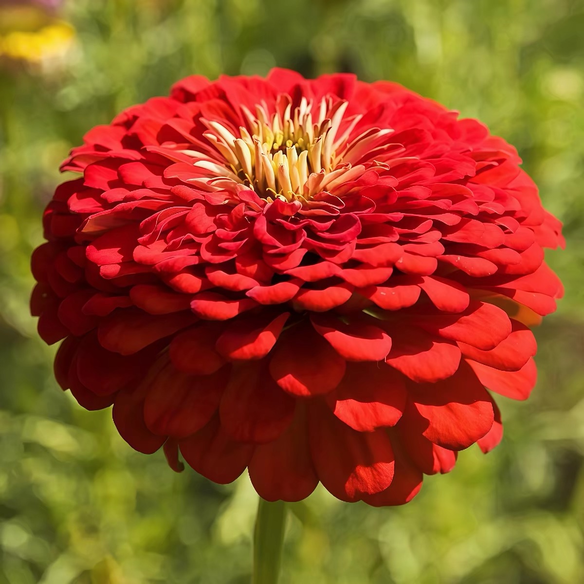 Zinnia Seeds Double Color red