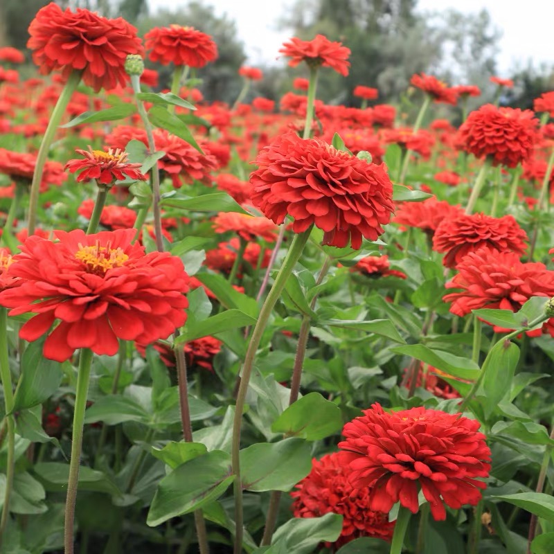 Zinnia Seeds Double Color red