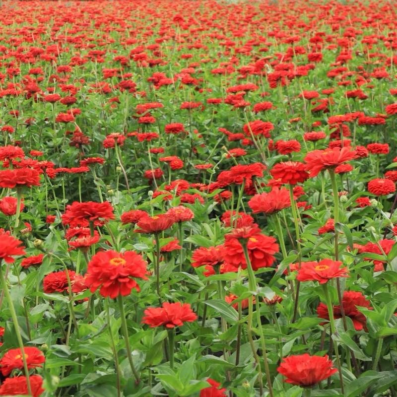 Zinnia Seeds Double Color red