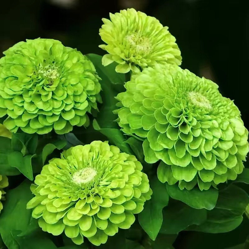 Zinnia Seeds Double Color White