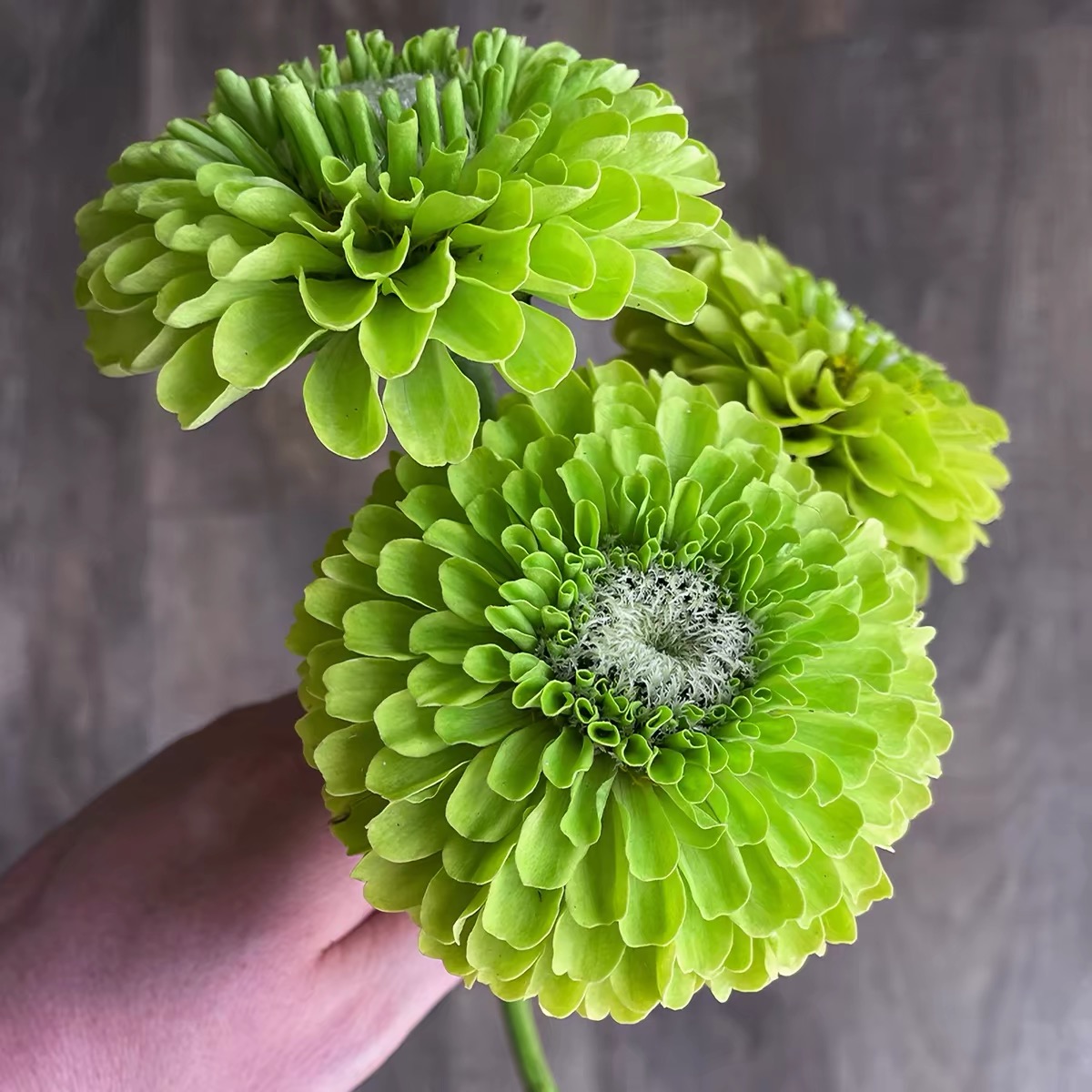 Zinnia Seeds Double Color White