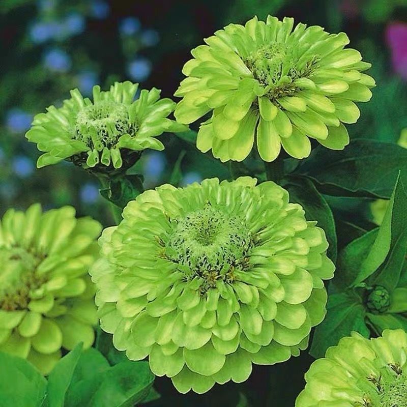 Zinnia Seeds Double Color White