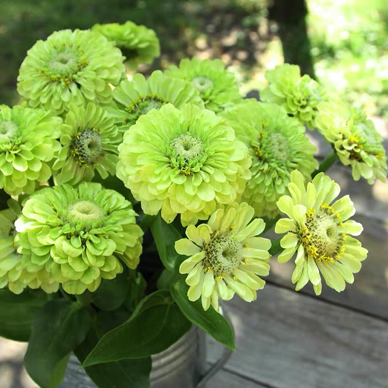 Zinnia Seeds Double Color White