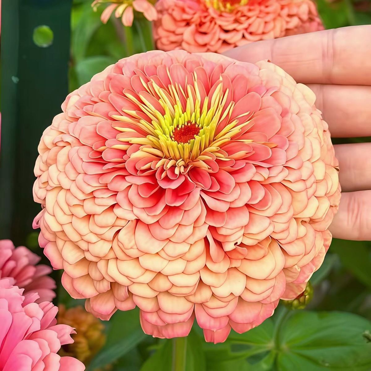 Zinnia Seeds Double Color White