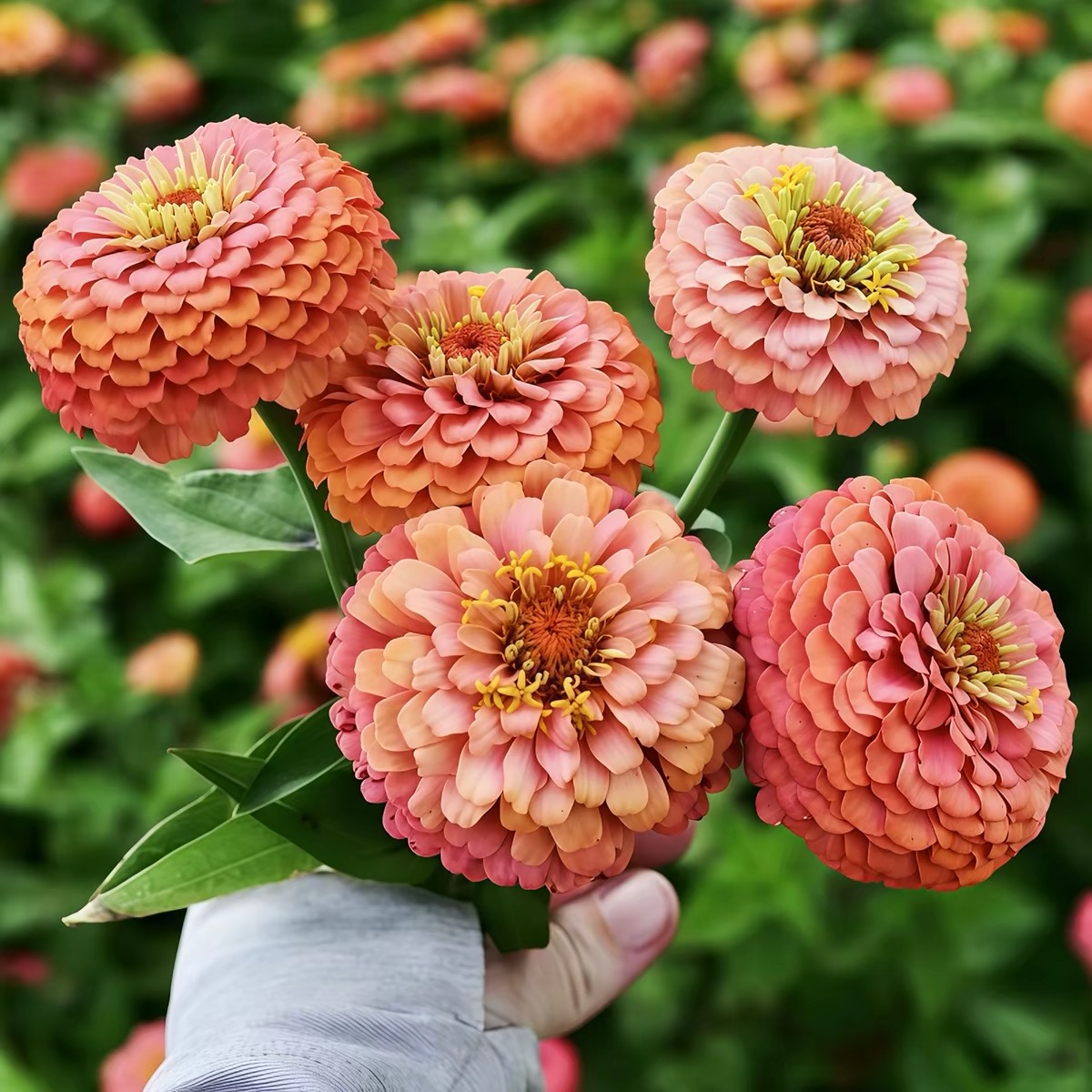 Zinnia Seeds Double Color White